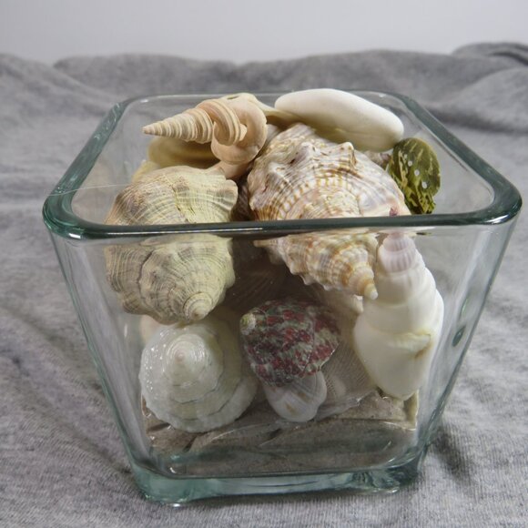 REAL Sea Shells in a Glass Square Vase and sand #12 - Picture 9 of 11